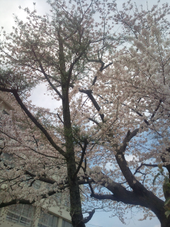 100415_tener_07.jpg